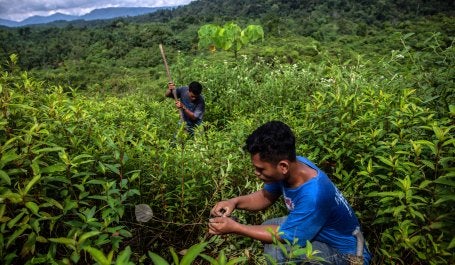 Erosi tanah akan berpengaruh pada produktivitas pertanian. Kredit foto: Kemal Jufri/Koalisi FOLU