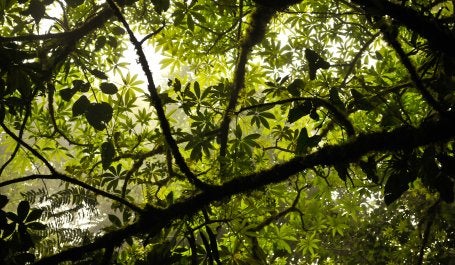 Forest canopy at Monteverde Cloud Forest Reserve. Photo credit: Aaron Minnick/WRI