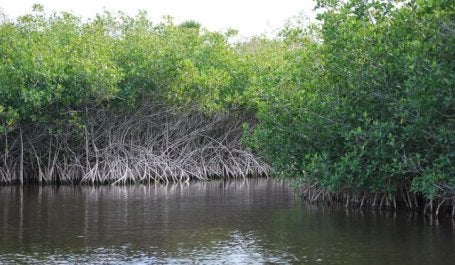 Mangroves – which improve climate resilience and protect from coastal flooding – are one example of a nature-based solution with vast economic and climate benefits. Photo by Pat Williams/Flickr
