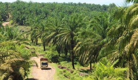 Oil palm plantation near Bengkulu, Sumatra. Photo by James Anderson/World Resources Institute.