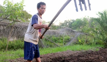Agroforestri berbasis paludikultur merupakan solusi budi daya berkelanjutan di lahan gambut. Kredit foto: Aries Munandar untuk Pantau Gambut