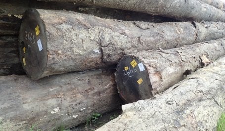 Tumpukan kayu. Kredit foto: Zuraidah Said/WRI Indonesia