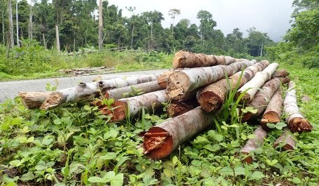 Ilustrasi kayu dari penebangan pohon. Kredit foto: WRI Indonesia