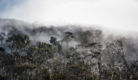 Hutan utuh di Tanah Papua. Kredit foto: Yusuf Ahmad untuk WRI Indonesia