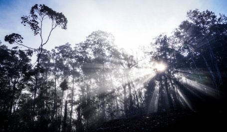 Indonesia’s forests are critical  to the food security, agricultural production,  health, safety, and livelihoods of its citizens. Photo credit: Ahmad Yusuf for WRI Indonesia