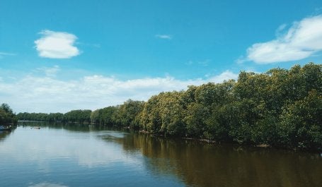Mangrove memiliki jasa pengaturan, yaitu sebagai benteng pertahanan alami bagi wilayah pesisir dan pulau-pulau kecil. Kredit foto: Bayu Setiawan/Unsplash