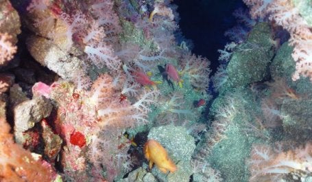 Ocean ecosystems are rich sources of compounds used in medicine. Photo by Bob Embley/NOAA.