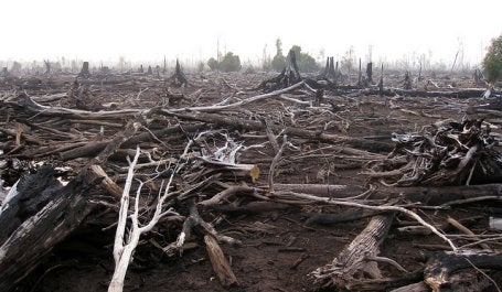 Burned forest in Central Kalimantan 2011, Indonesia. Credit: Rini Sulaiman/ Norwegian Embassy