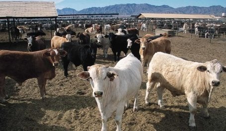Beef production has an outsized climate impact compared to other foods. Photo by SDA Natural Resources Conservation Service/Wikimedia Commons