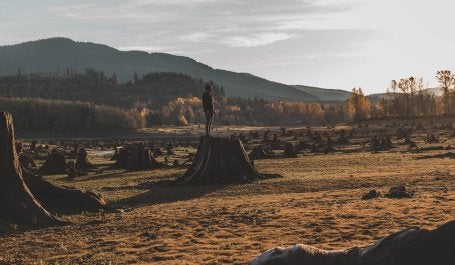 Ilustrasi pepohonan pada hutan yang telah ditebang. Kredit foto: Dave Herring/Unsplash