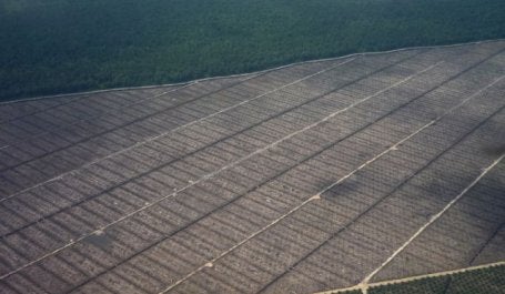 Deforestation in Sarawak, Malaysia driven by palm oil. Flickr/Wakx