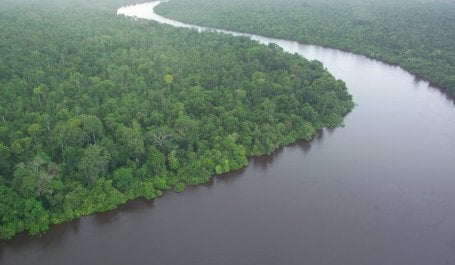 Hutan Gambut di Kalimantan. Kredit foto: theconversation.com