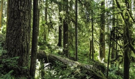 Expanding forests, restoring existing forests and managing forests can help remove carbon dioxide from the atmosphere. Photo by Miguel V/goodfreephotos.com