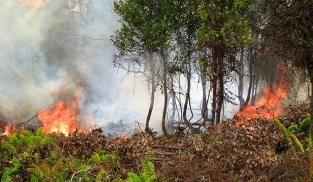 Kebakaran hutan di Indonesia. Sumber Foto: CIFOR/Flickr