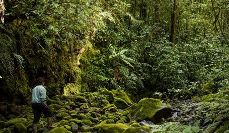 Forest in Kerinci region, Sumatra, Indonesia. Photo credit: Luke Mackin/Flickr