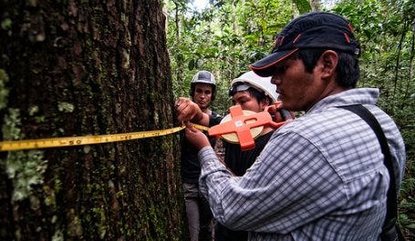 Global Forest Watch is an online forest monitoring system created by the World Resources Institute and more than 40 partners. Photo credit: Marco Simola/CIFOR