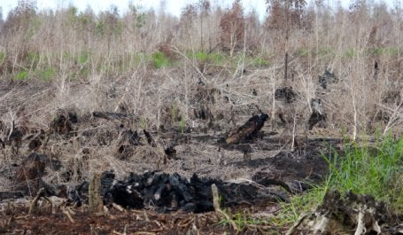 Hutan Gambut di Taman Nasional Sebangau, Kalimantan Tengah, yang ludes terbakar pada akhir 2015. Kalau tata kelola buruk dan gambut sampai rusak atau kering, ancaman kebakaran dan banjir pun selalu mengintai. Foto: Sapariah Saturi/ Mongabay Indonesia