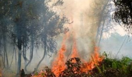 Kebakaran di Kalimantan Tengah, Indonesia. Sumber foto: Rini Sulaiman/ Kedutaan Norwegia
