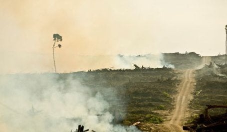 Cleared rainforest in West Kalimantan, Indonesia. Photo by Rainforest Action Network/Flickr
