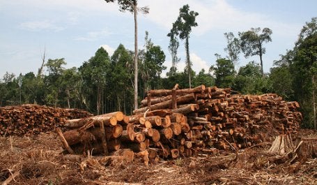 Indonesia lost more than 6 million hectares of primary forest from 2000 to 2012. Photo credit: Rainforest Action Network, Flickr