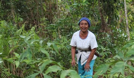 Indonesian forest. Photo credit: James Anderson/WRI
