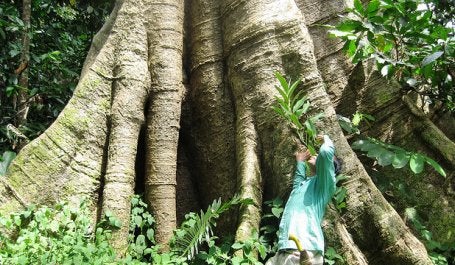 Asia Pulp & Paper committed to stop cutting down natural forests in Indonesia. Photo credit: netaholic13/Flickr