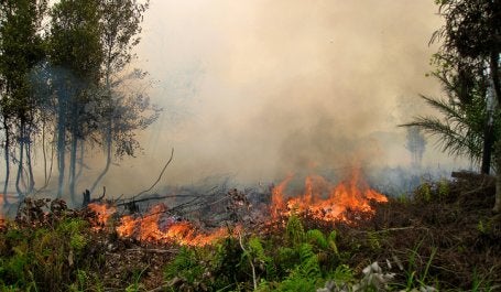 A forest fire in Central Kalimantan, Indonesia, in 2011. Photo credit: Rini Sulaiman/Norwegian Embassy