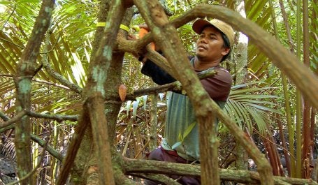 More than 80 million Indonesians rely on forests for their livelihoods. Photo credit: Daniel Murdiyarso/CIFOR