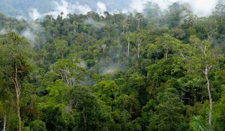 WRI recently released two new online mapping applications designed to help the palm oil industry grow while avoiding deforestation. Photo credit: CIFOR/Flickr
