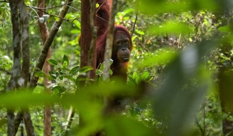 Seekor orang utan di hutan tropis Kalimantan Tengah. Kredit foto: Jorge Franganillo/Unsplash