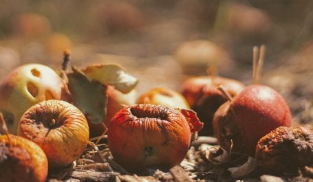 Food waste is a multi-faceted challenge that results from a sequence of seemingly small decisions that households make every day. Photo credit: Joshua Hoehne/Unsplash