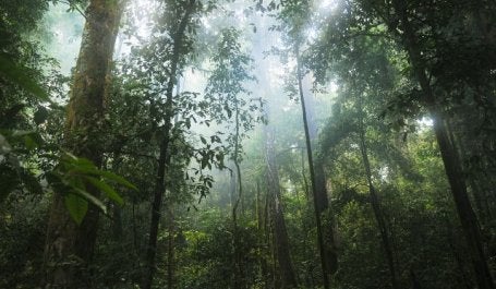 Primary rainforests are critically important for storing carbon and providing habitat for jaguars, orangutans, gorillas and other animals. Photo by stokpic/Pixabay