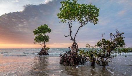 Mangroves protect coastlines from storms, waves and erosion. Photo by patjosse/Pixabay