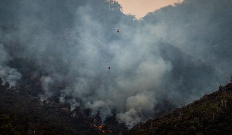 Penyerap karbon pada akhirnya akan menjadi sumber CO2 yang mengeluarkan alih-alih menyerap karbon. Gambar: Matt Palmer/Unsplash