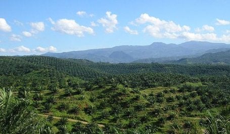 Agricultural development is the largest driver of deforestation in Indonesia. Photo by Achmad Rabin Taim/Wikimedia Commons.