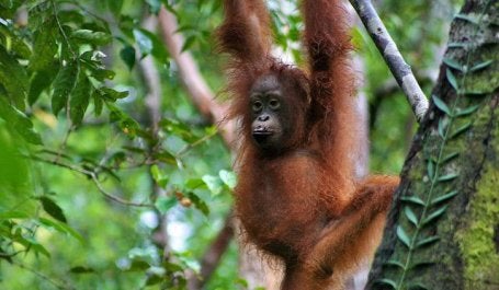 A young orangutan in central Kalimantan, Indonesia. Photo by Terry Sunderland/CIFOR