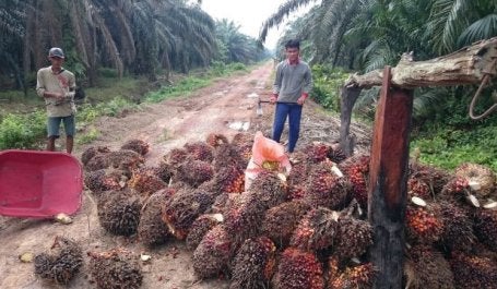 Harvesting oil palm in Indonesia. Photo by Aul Rah/Flickr