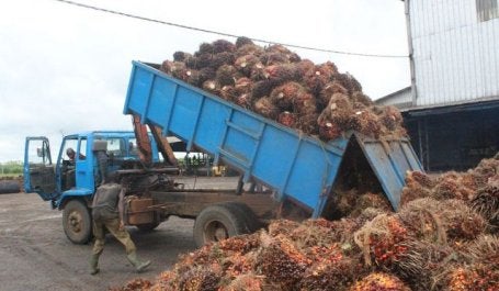 Unloading oil palm fruits. Photo by African Hope/Wikimedia Commons