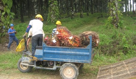 Indonesia mengekspor $19.7 miliar minyak kelapa sawit mentah pada tahun 2011. Sumber Foto: Beth Gingold/WRI