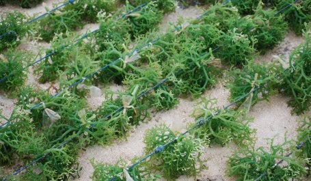 Unfed mariculture (e.g., seaweed and marine bivalves) has the potential to play significant role for Indonesia’s food security and nutrition. Photo credit: Shutterstock