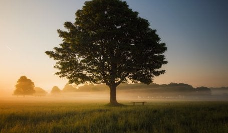 Pohon adalah aset ekologis yang dapat membantu memerangi krisis iklim. Kredit: Simon Wilkes/Unsplash