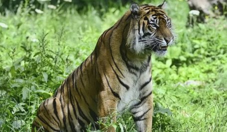 Tesso Nilo is home to endangered species like the Sumatran tiger. Photo by Steve Wilson/Flickr
