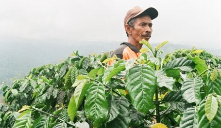 An overarching issue within Indonesian forestry is the nexus between economic development and environmental sustainability. Photo credit: Talia Liney
