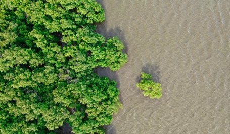 Mangrove memberikan banyak manfaat bagi lingkungan, sehingga pengelolaannya menuntut peran berbagai pihak. Foto: Waranont/Unsplash