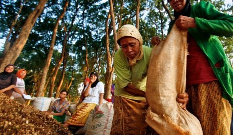 Women in harvest ground nuts in teak forest area. Photo credit: Murdani Usman/CIFOR