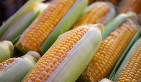 The regionalization program could encourage the cultivation of more diverse calorie intake food, such as corn and tubers in the western Indonesia. Photo credit: Wouter Supardi Salari /Unsplash