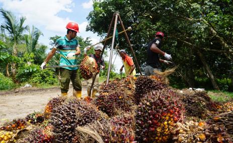 Aktivitas Pekerja di Perkebunan Kelapa Sawit Kabupaten Siak, Provinsi Riau
