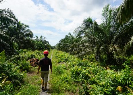 orang berjalan di perkebunan kelapa sawit