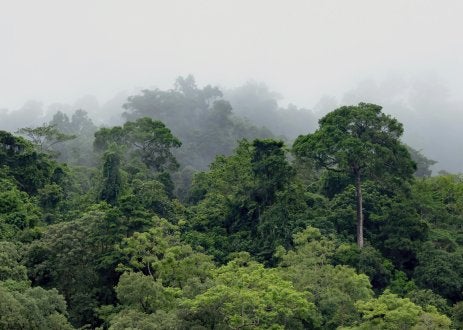 Tropical forest