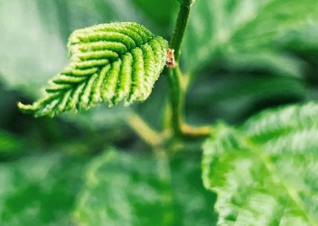 Plants